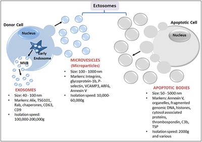 Intercellular Vesicular Transfer by Exosomes, Microparticles and Oncosomes - Implications for Cancer Biology and Treatments